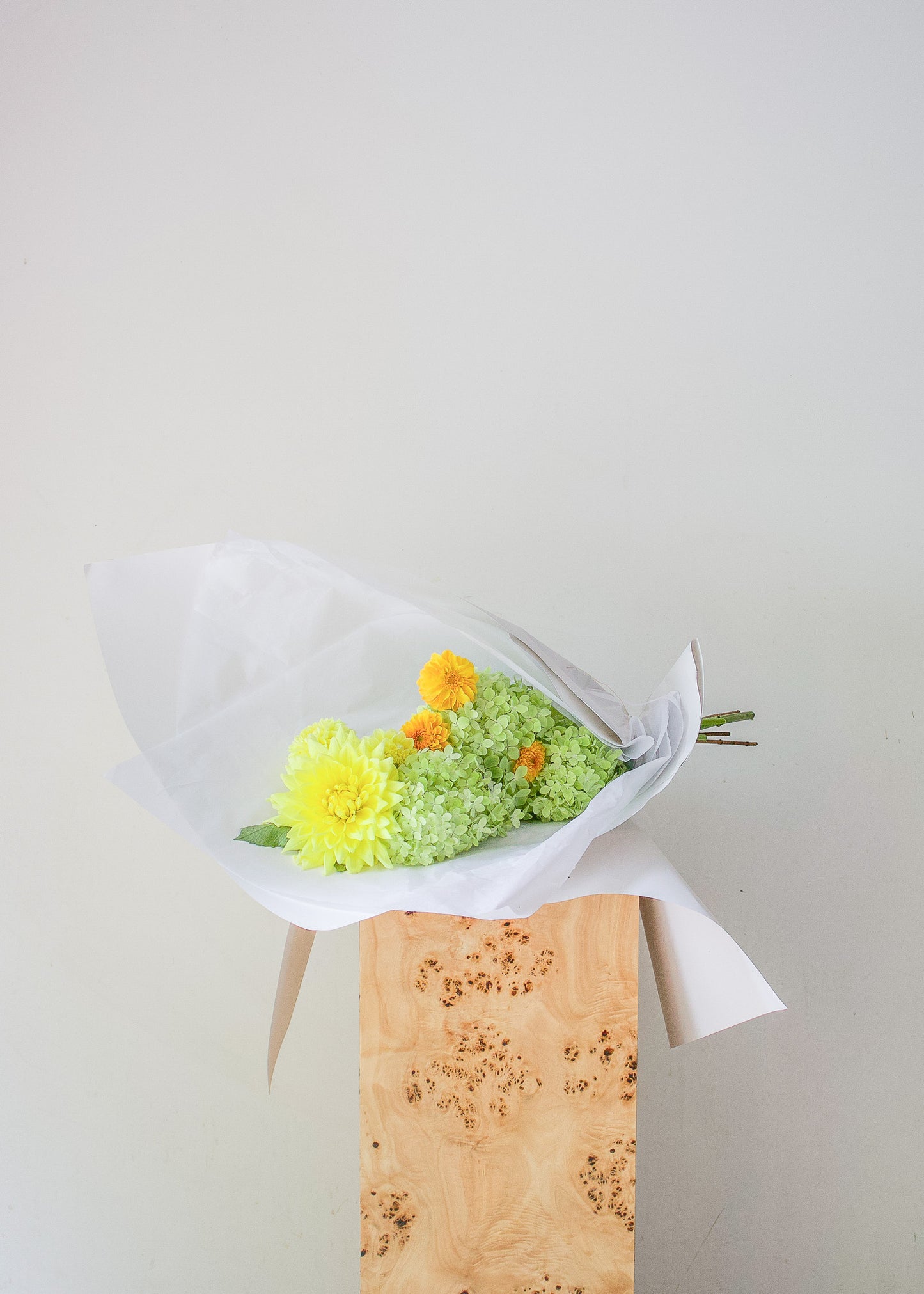COMPLEMENT VOL 12 - MEDIUM