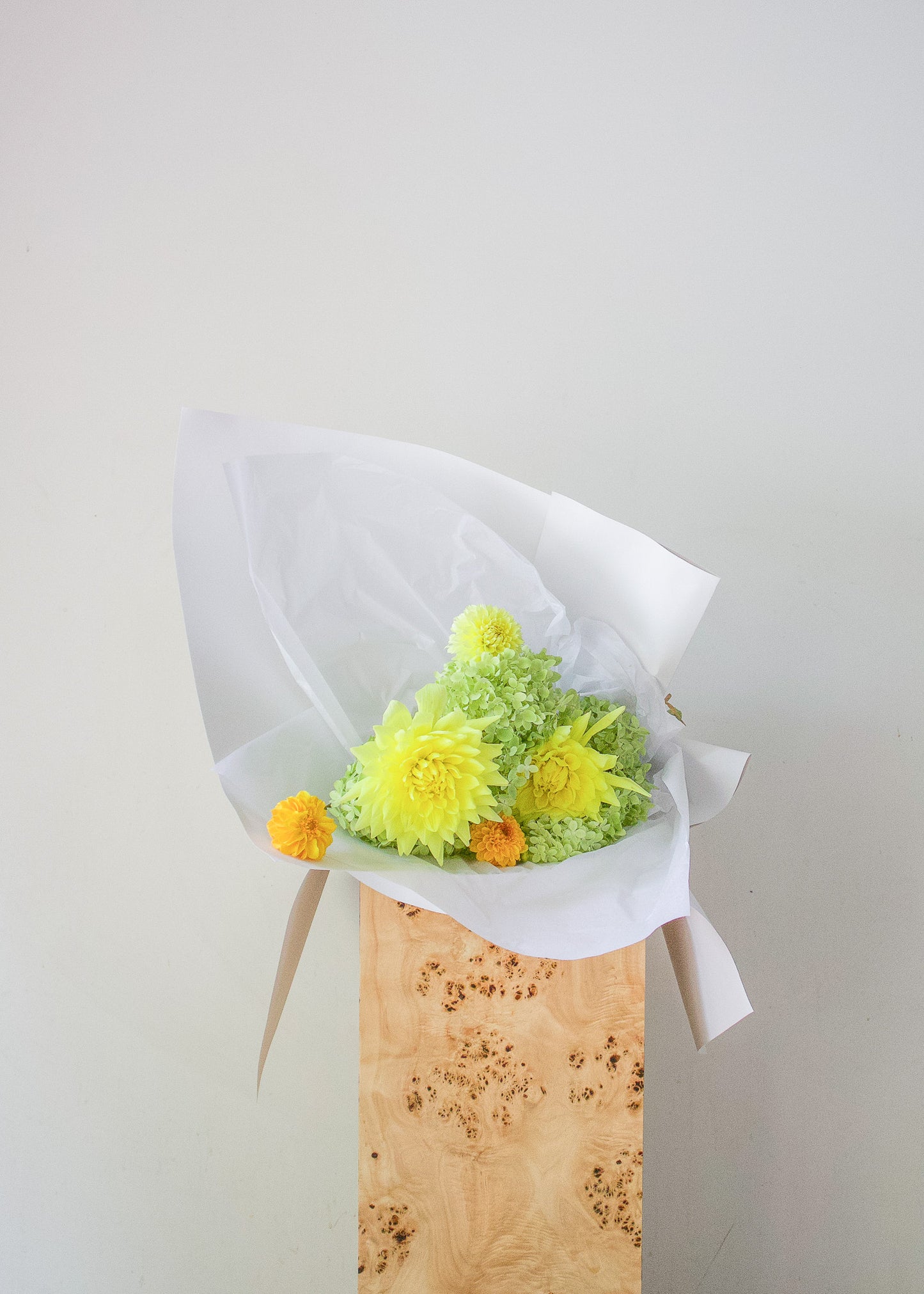 COMPLEMENT VOL 12 - LARGE