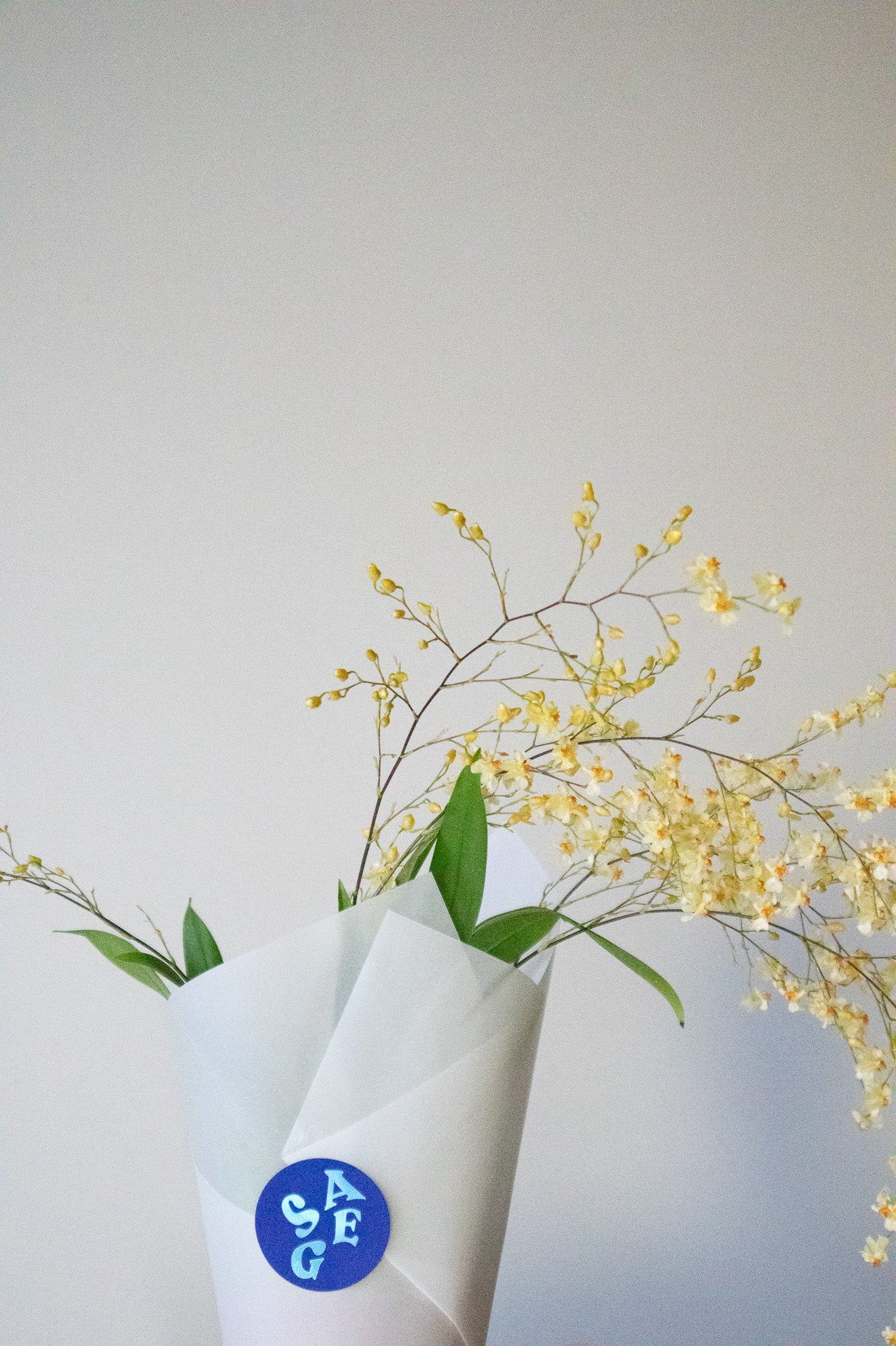 LOVE NOTES VALENTINE'S - POTTED ONCIDIUM ORCHID