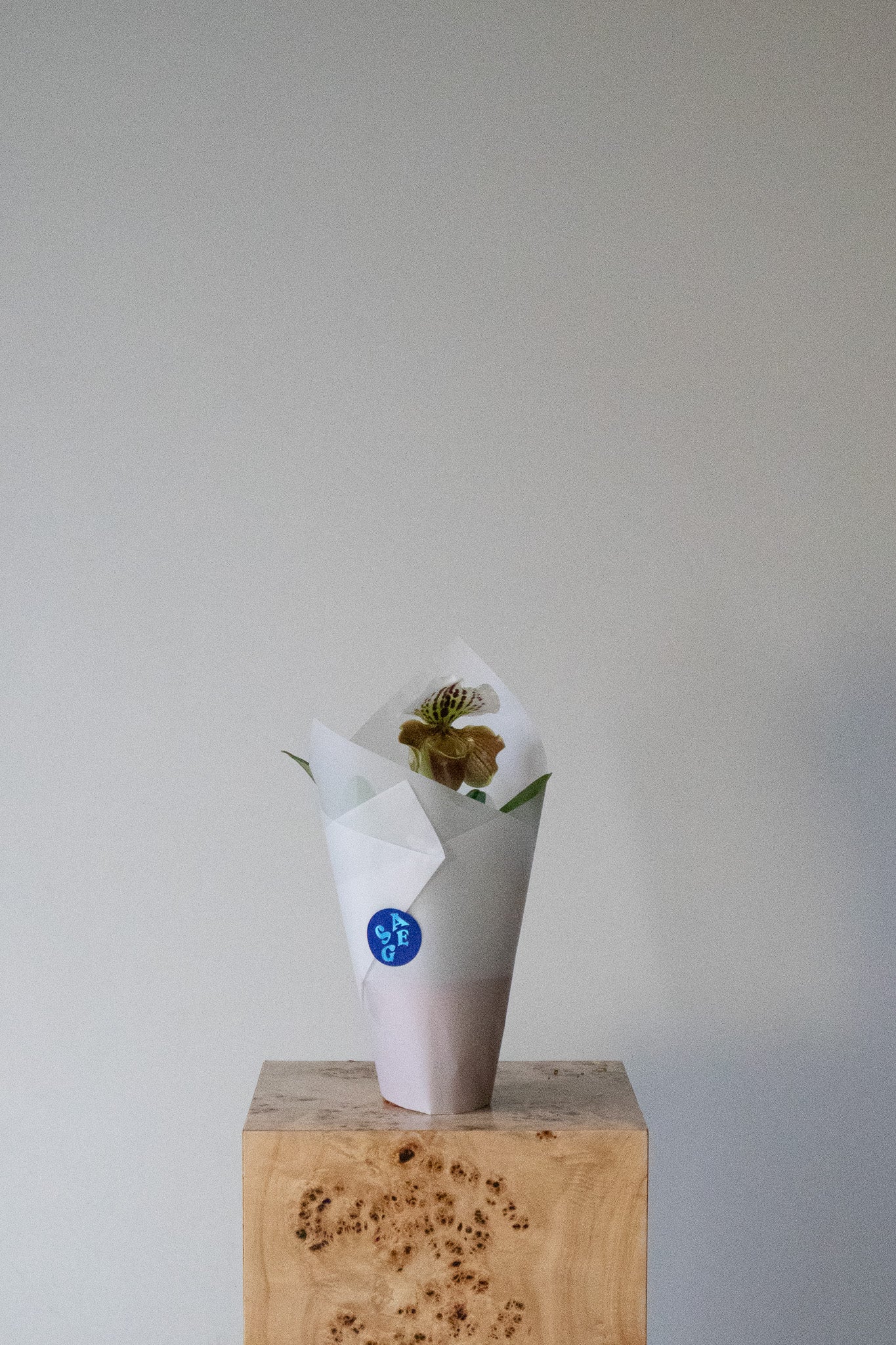 LOVE NOTES VALENTINE'S - POTTED SLIPPER ORCHID