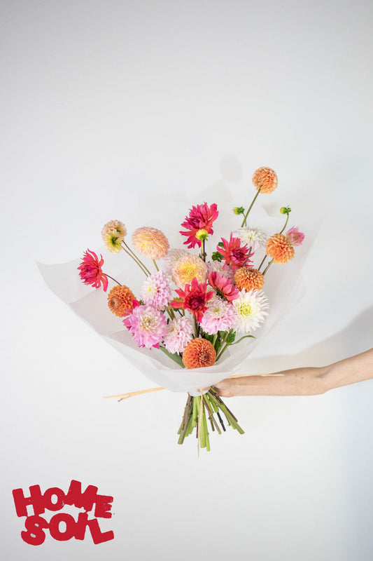 HOME SOIL DAHLIA - EXTRA LARGE