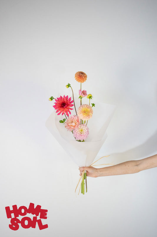 HOME SOIL DAHLIA - EXTRA SMALL
