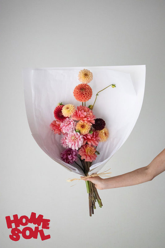 HOME SOIL DAHLIA - LARGE