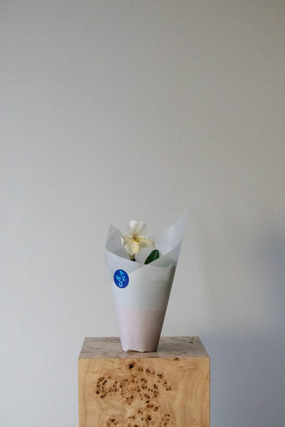 LOVE NOTES VALENTINE'S - POTTED SLIPPER ORCHID